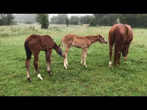 VITALIS Hengst Fohlen, Mr.Right Stute Fohlen 2018