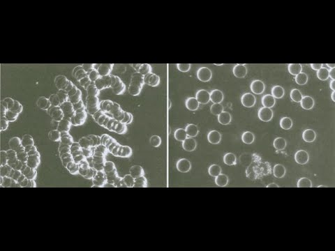 Structured Water [How It Works 2020] Effects on Blood Cells and Hydration