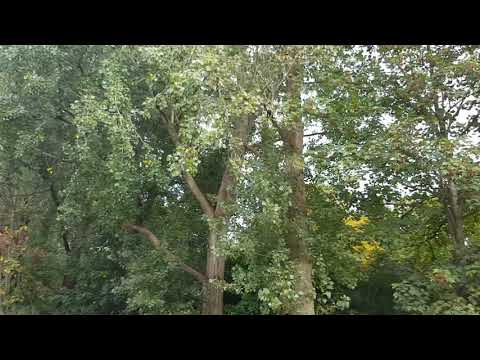 Selwerderhof Building Plan - proposed felling of 97 trees