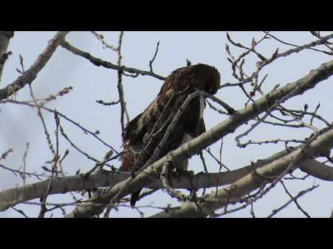 Female Red-Tailed Hawk Preening & Male joins for Mating (@3min)! Markham ON, March 17, 2022