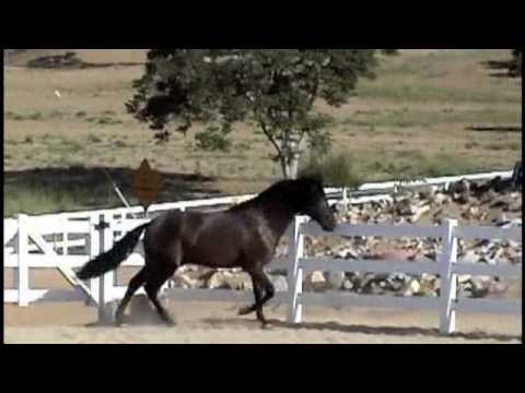 Oriundo VG Smokey Black PRE Andalusian Stallion