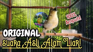 Download lagu suara sirtu asli alam(original) untuk pancingan sirtu muda hutan agar cepat gacor!! mp3