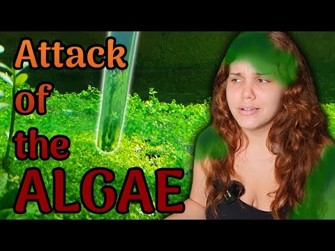 Adding Hardscape Into Planted Aquarium | Algae Maintenance!