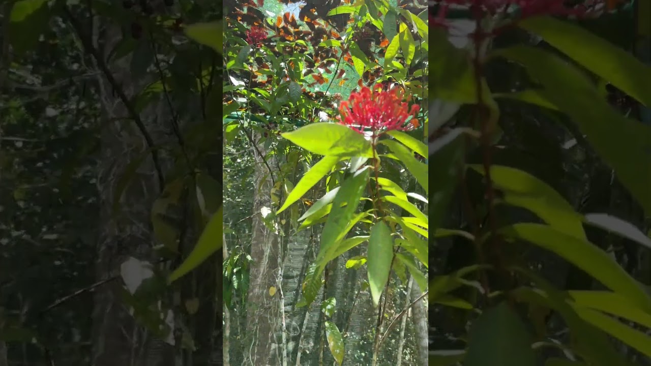 YouTube Short thumbnail