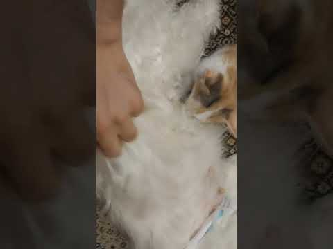 #cat #dog #animals #love