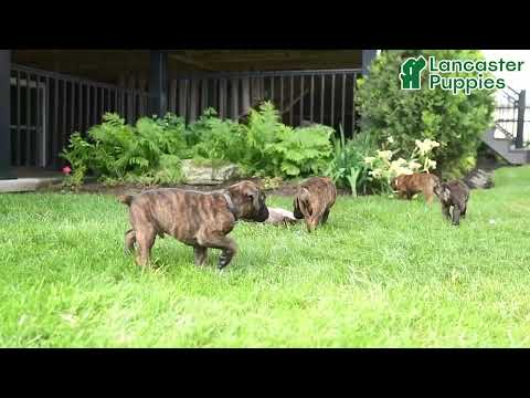 Handsome Boxer Puppies