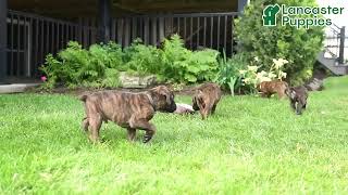 Handsome Boxer Puppies
