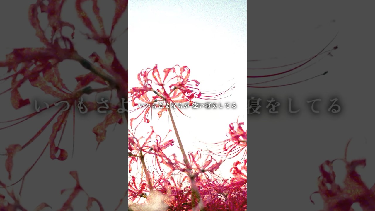 いつもさよならが 添い寝をしてる。 #オリジナル曲 #恋愛 #リリィさよなら。