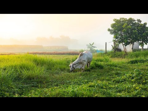 Beautiful View of Cows Cattle and Farms with Amazing Tree HD Video View
