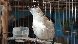 Download lagu MASTERAN SUARA BURUNG TRUCUKAN AGAR RAJIN BUNYI❗❗❗ mp3