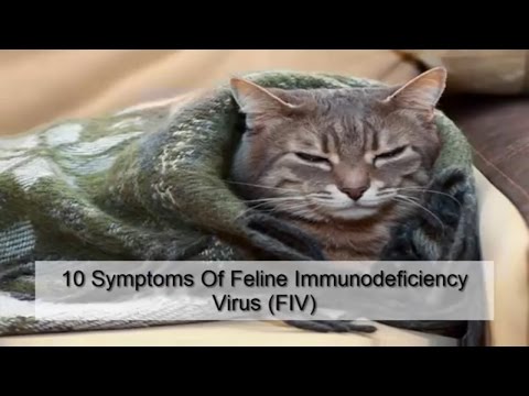 10 Symptoms Of Feline Immunodeficiency Virus FIV
