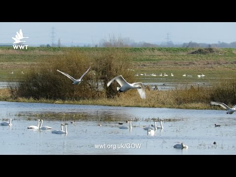 WWT Welney - Swan Migration