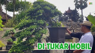 Download lagu LUAR BIASA 'BONSAI SERUT' PENAWARAN SEHARGA MOBIL mp3 Download lagu LUAR BIASA 'BONSAI SERUT' PENAWARAN SEHARGA MOBIL mp3