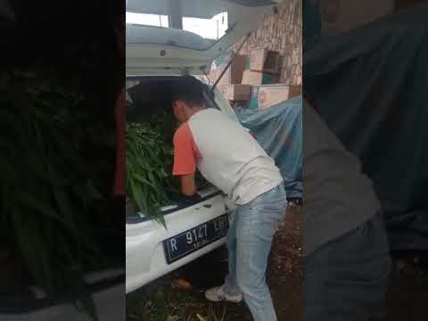 Mobil Nissan MARCH  buat Ngarit #MARCH #NISSAN #VIRAL