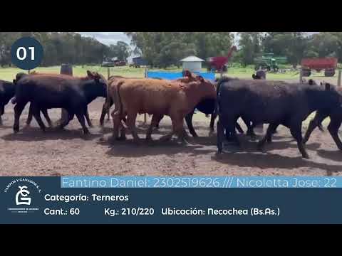 Lote Machos - Necochea Bs As