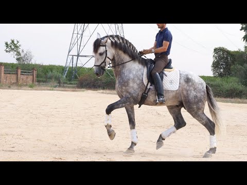 SOLD !! Top Dressage PRE Horse PSG Level. 2015 - 168cm