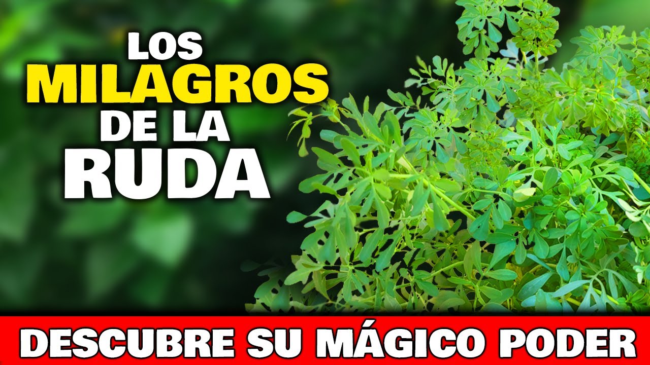 Si TIENES esta PLANTA tienes AUTÉNTICO ORO!! RUDA Cuidados, Usos y Propiedades | Plántala en Jardín