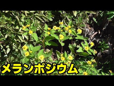 園芸 メランポディウム
