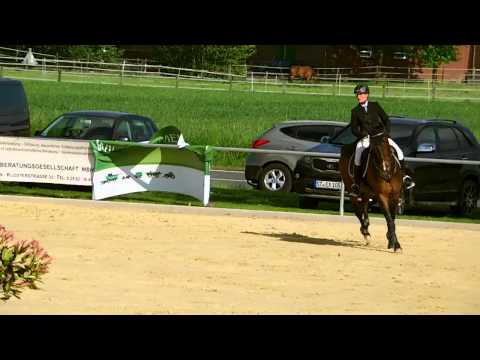 Perpignon X Gralshüter, 2007, Springpferde M