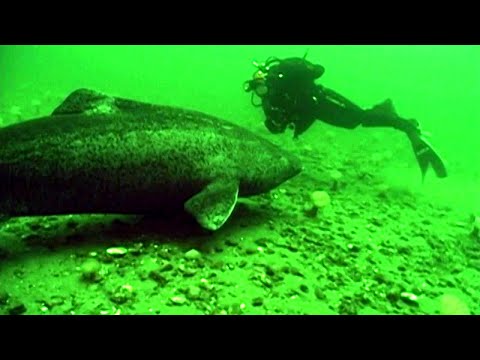 Greenland Shark Mystery - First Ever Footage of This Elusive Arctic Giant