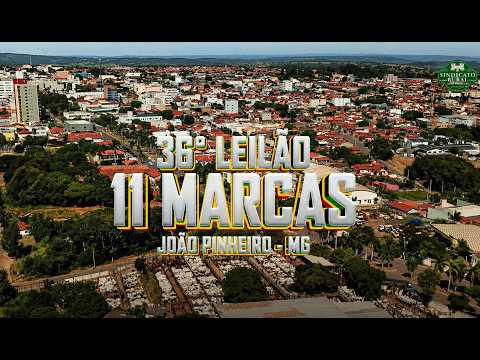 🐮 36° LEILÃO 11 MARCAS - SINDICATO RURAL DE JOAO PINHEIRO - MG