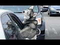 Who Needs Netflix When You Have The Silliest Huskies Funny Dog Video