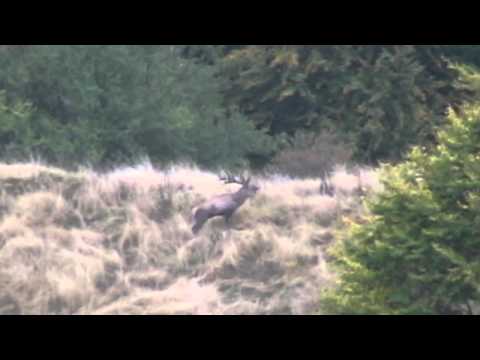 Bulgaria - big trophy red stag roaring in early September