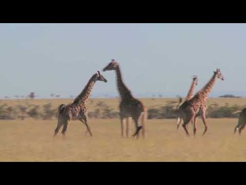 Eric Olivier Mario - Primal Instinct [Soluna Music]