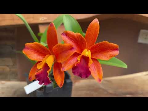 Cattleya Orchid Seedlings update 