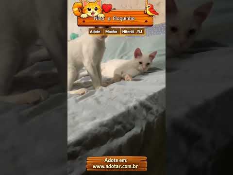 Vídeo de Nino e Floquinho 
