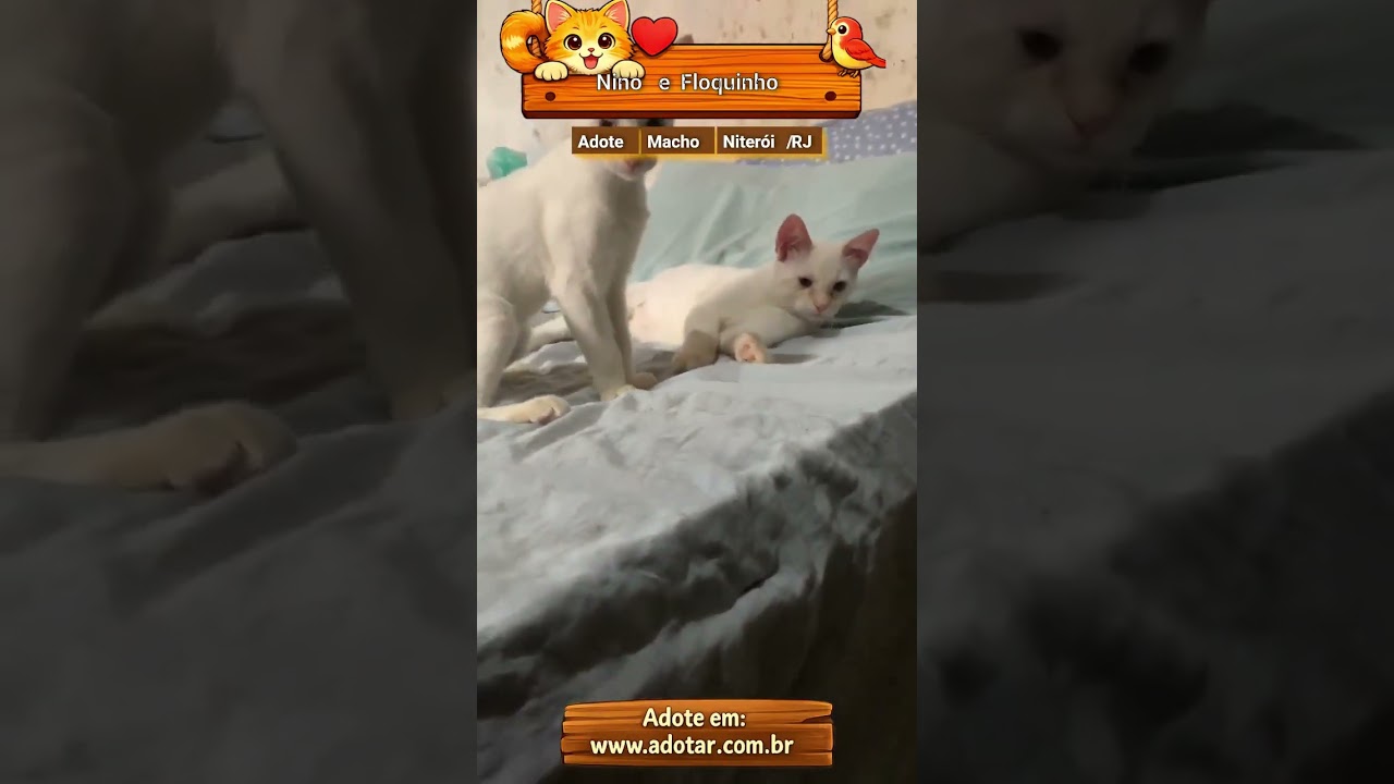 Gato raça SRD-ViraLata idade 2 a 6 meses nome Nino e Floquinho 