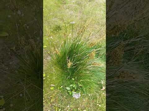 Meerstrandbinse (Bolboschoenus maritimus): Der robuste Uferprofi für deinen Naturgarten