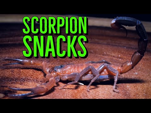 SCORPION FEEDING TIME and NEW Enclosure SNEAK PEEK!