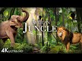 African Jungle 4K The World S Second Largest Tropical Rainforest Scenic Relaxation Film