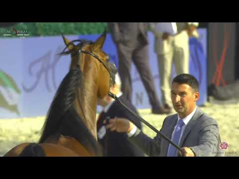 N 157 D HANEM   Al Shiraa International Arabian Horse Show 2020