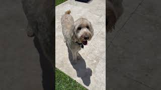 Video preview image #1 Golden Retriever Puppy For Sale in Boca Raton, FL, USA