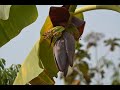 চাকমা গান যে মরে হোচপানা শিগেয়ে Chakma Song J