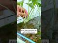 DIY Grow Plants In Aquarium Plants Aquarium Moneyplant
