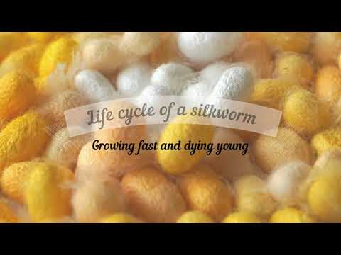 Life cycle of a silkworm - From the egg to an adult moth | Silk production, Bombyx mori