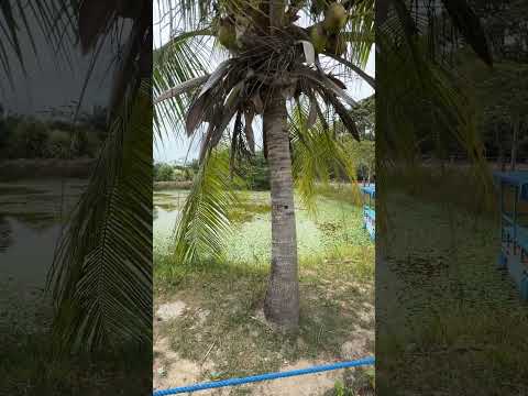 Uma pequena parte do restaurante Fazendinha, na Raposa-MA #restaurantes #raposama #fazendinha