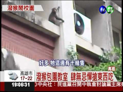 潑猴大軍打劫搶食 學生驚叫連連