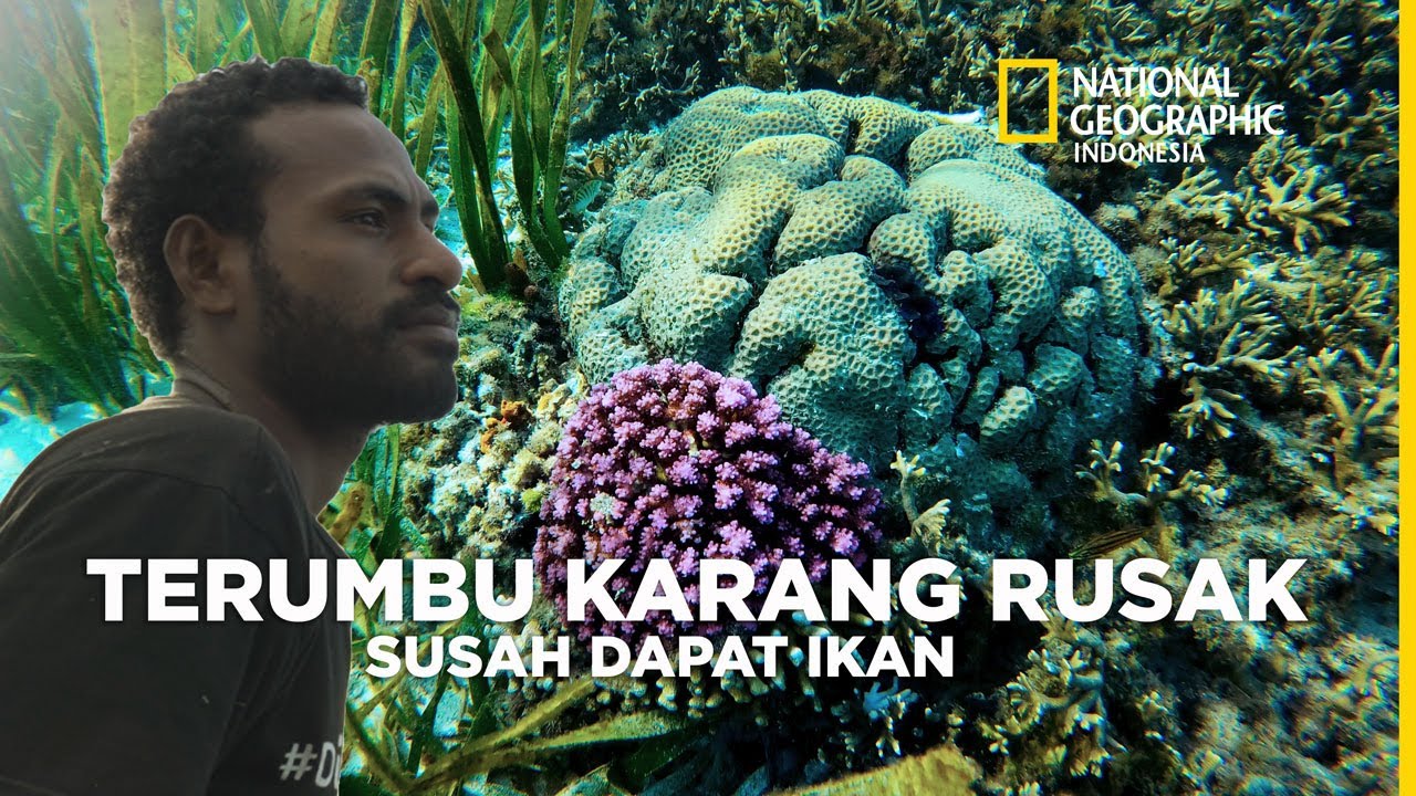 KERUSAKAN TERUMBU KARANG DI RAJAAMPAT PARAH, IKAN BESAR JARANG TERLIHAT