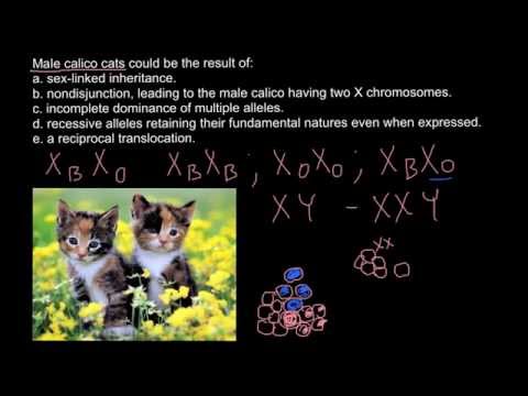 Could calico cats be male?