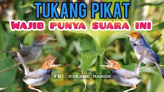 Download lagu Suara Pikat Prenjak Kepala Merah  Ribut  mp3