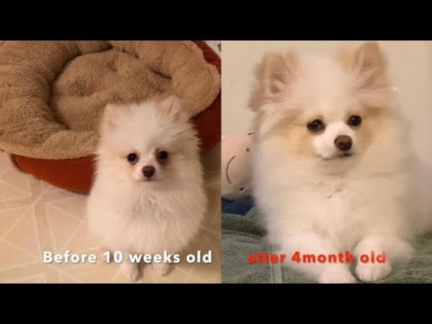 pomeranian puppy eye stains remover with the clean water bottle