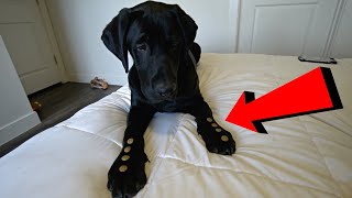 Teaching My Labrador Puppy Patience!!