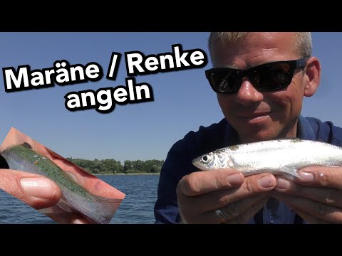 Angeln auf Maräne bzw Renke angeln - was brauchen wir zum angeln - ANGLERSCHWATZ & ProNature-MV.de