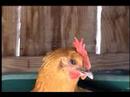My Organic Singing Chicken