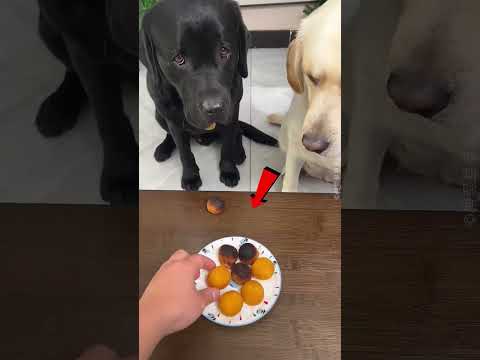 هذا الكلب سيلقن صاحبه درساً قاسياً 🐶❤️ لقد صُدم ا#shorts #shortvideo
