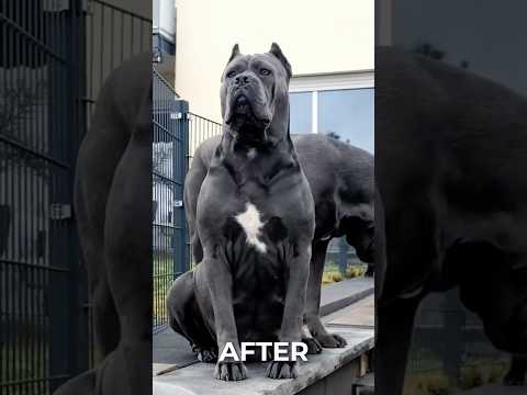 From Pups to Protectors! German Shepherd, Rottweiler & Cane Corso Grow Up! #animals #beforeandafter